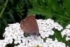 Satyrium acaciae